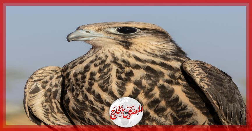نادي الصقور السعودي يرفع أعداد 'الوكري' المهدد بالانقراض إلى 14 صقرًا عبر برنامج 'هدد'