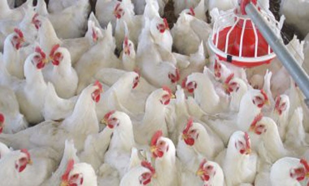 Egypt, South Korea discuss investment in poultry vaccine production