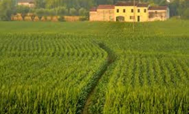 Egypt's agricultural sector sees strong growth with 5.2M tons exported in H1 2025