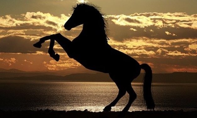 Egypt's Sisi reviews preparations for relocating Zahraa Arabian Horse Breeding Station to New Administrative Capital