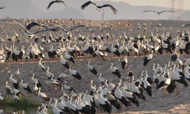 Egypt possesses 30 natural reserves on 15% of its land area: Environment Minister