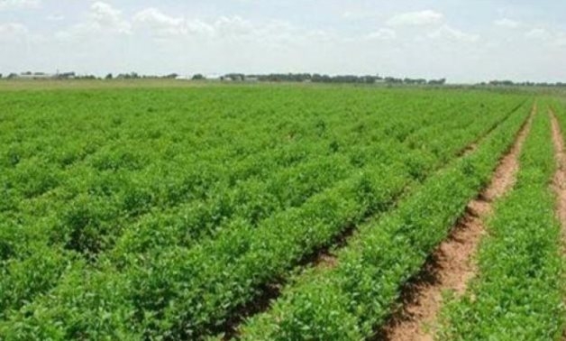 Egypt, Uzbekistan discuss agricultural cooperation