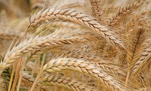 Egypt harvests 3.1 million acres of wheat so far: Agriculture Minister