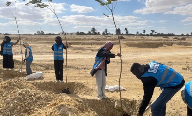 Green Road: Egypt plants 1250 trees along routes leading to natural reserves