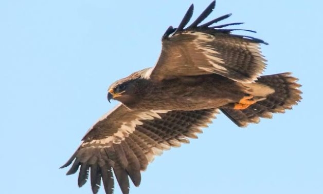 Egypt: More than 354.5K observed during this fall/spring season