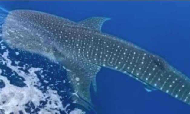 Whale Shark spotted in Laguna in Dahab 'poses no threat to humans': Environment Min.