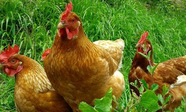 Egypt's Health, Agriculture Ministries denies rumors of poultry epidemic