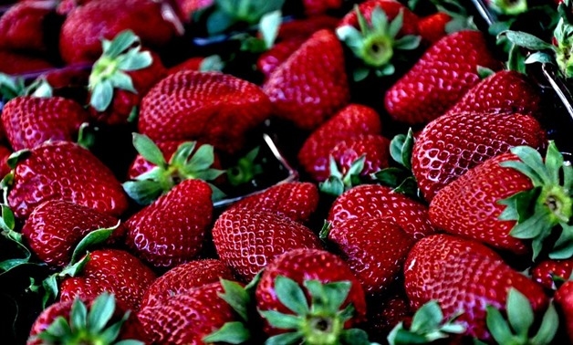 Egypt to export strawberry seedlings to Brazilian markets