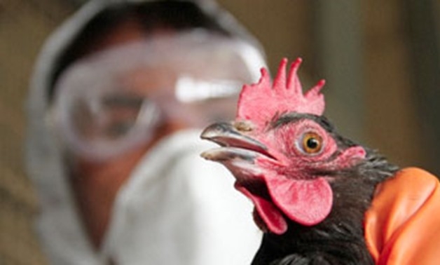 Government Denies Reports of 30% Poultry Mortality Due to Disease Outbreak