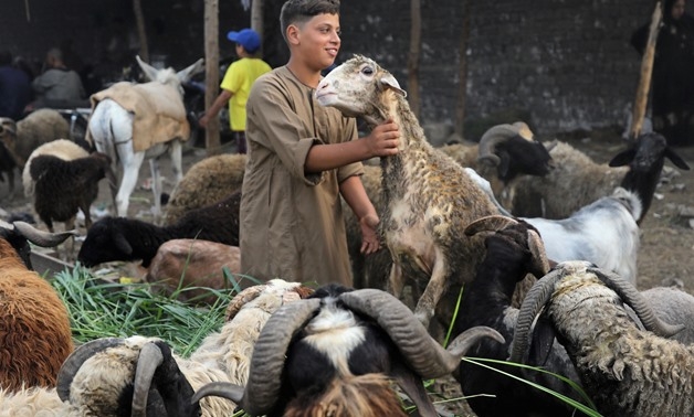 Egypt continues inspection tours of sacrificial animal markets during Eid Al-Adha