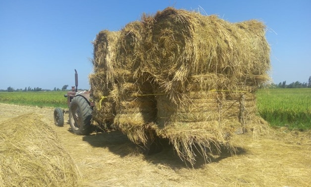 Egypt leads global rice production with climate-resilient and water-efficient varieties