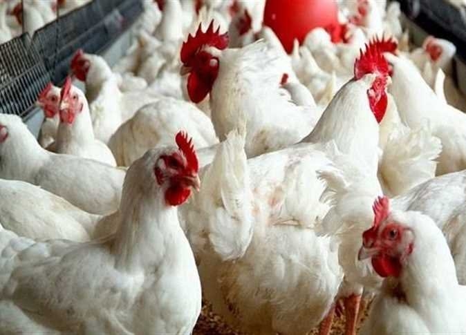 أسعار هياكل الفراخ اليوم الخميس 15 مايو 2025.. بكام كيلو الكبد والقوانص النهارده؟