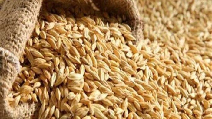 سعر الأرز الشعير اليوم السبت 24 مايو 2025 رفيع وعريض
