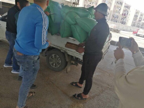 بورسعيد تحتفل بـ«القمح».. استقبال «الذهب الأصفر» في أول أيام موسم الخير