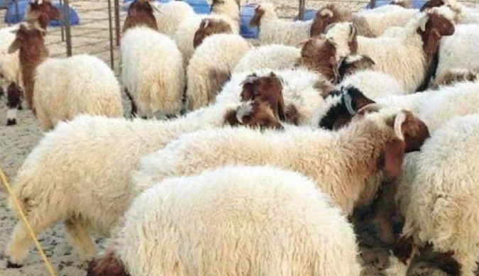 أسعار الأضاحي في مصر 2025 بالأسواق.. «سعر كيلو البقري والخراف والماعز»