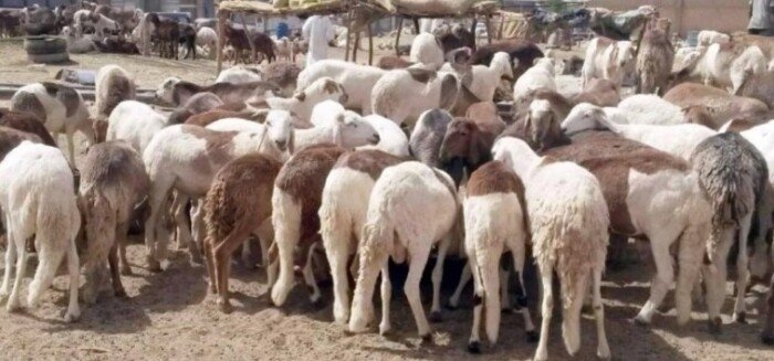 أسعار الأضاحي في مصر 2025 بالأسواق.. «الضحية وصلت كام الآن»