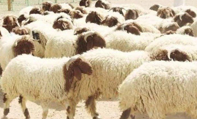 أسعار الأضاحي 2025 وأماكن أشهر أسواق الأغنام والأبقار في مصر