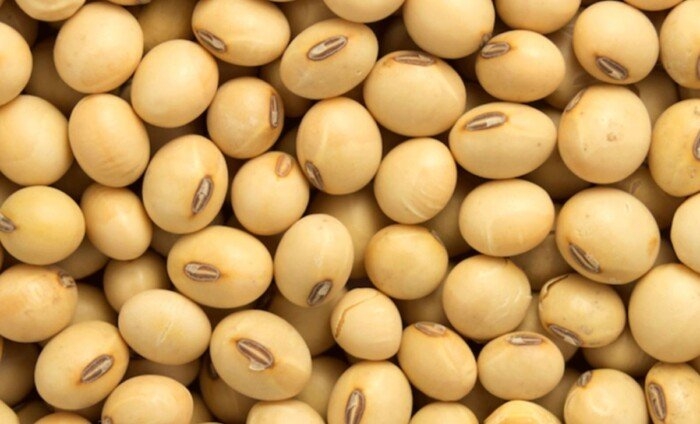 انخفاض عقود فول الصويا من أعلى مستوى لها في 3 أشهر
