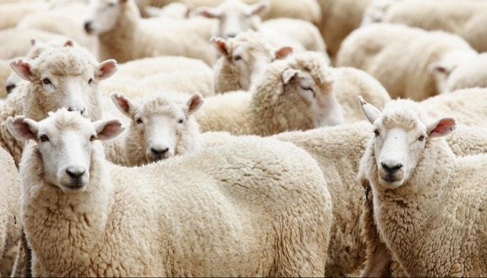 هل يجوز التضحية بالبقر والإبل قبل بلوغها السن الشرعية؟.. الإفتاء ‏تُوضح