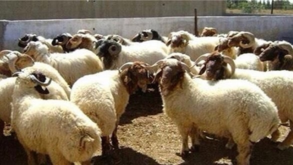 ما هو آخر موعد يجوز فيه نحر الأضحية؟ وكيف توزع؟