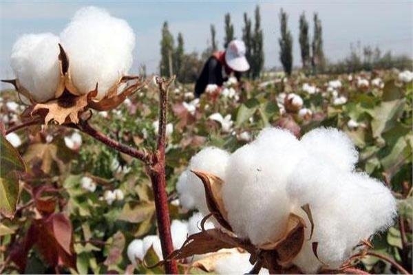 التعبئة والإحصاء: 107.5 ألف قنطار متري كمية الأقطان المستهلكة عام 2024