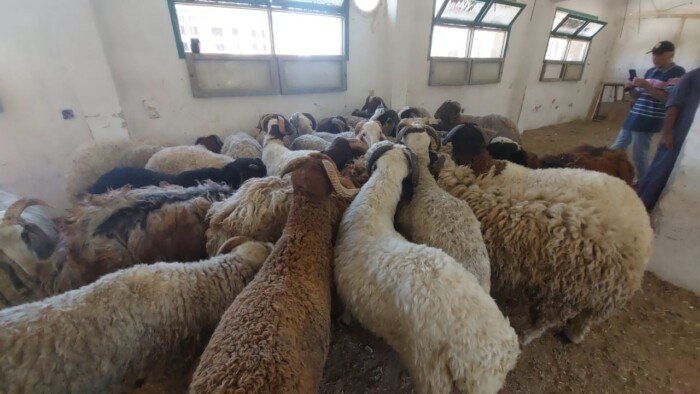 زراعة البحر الأحمر توفر خراف الأضاحي بسعر 220 جنيه للكيلو
