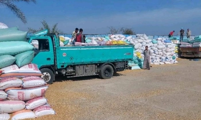 صوامع الشرقية تستقبل 561 ألف طن من محصول القمح: إنجاز في التوريد المحلي