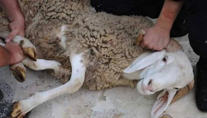 ما حكم نحر الأضحية في ثالث أيام العيد؟