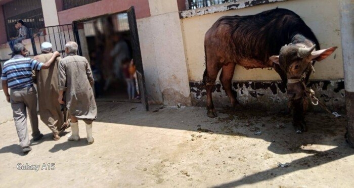 ذبح أكثر من 320 أضحية بالمجازر الحكومية بأسيوط