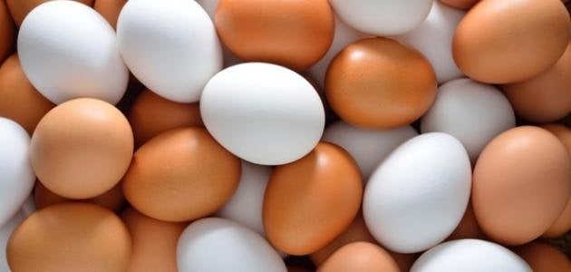 سعر كرتونة البيض اليوم الثلاثاء 15 يوليو 2025 للمستهلك