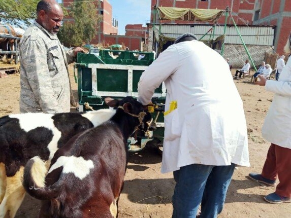 «الخدمات البيطرية» تدعو المربين للتعاون والتفاعل مع فرق التحصين بجميع المحافظات