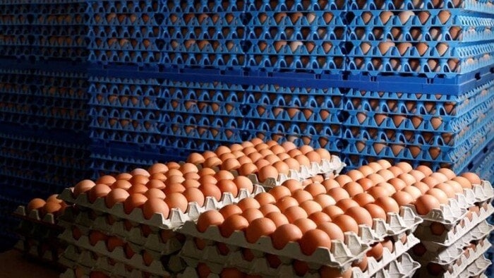 سعر كرتونة البيض اليوم الخميس 3-7-2025 للمستهلك.. الأحمر بكام النهارده؟