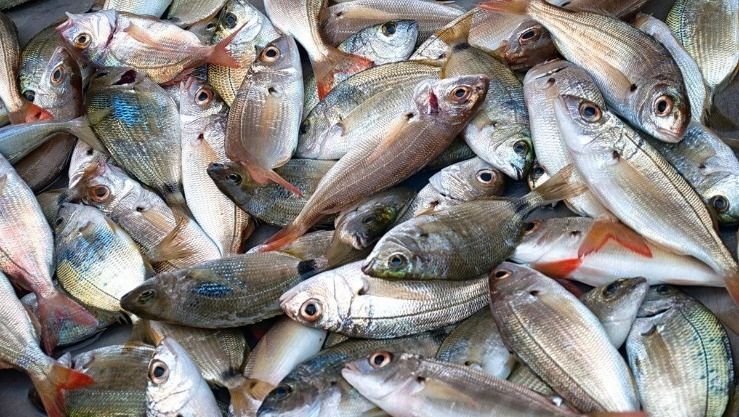 أكثر من 200 نقطة بيع لمنتجات الصيد البحري من المنتج إلى المستهلك