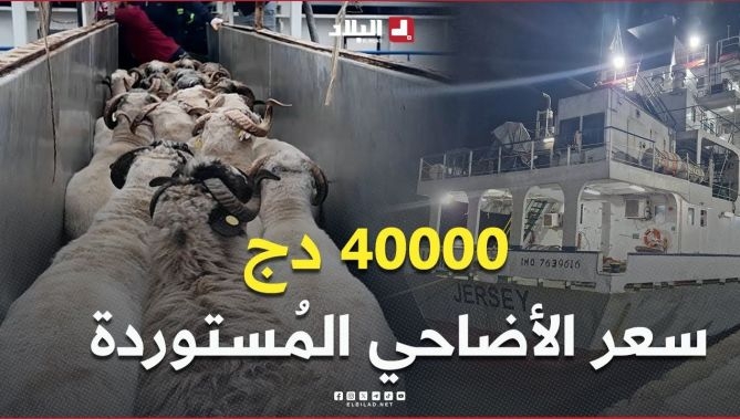 4 ملايين سنتيم .. سعر موحد للأضاحي المُستوردة