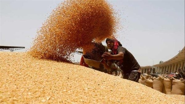 تموين بني سويف: توريد 47 ألف طن قمح محلي منذ بدء موسم 2025