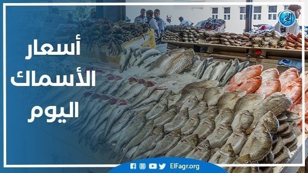 أسعار السمك اليوم السبت 24-5-2025 في محافظة قنا