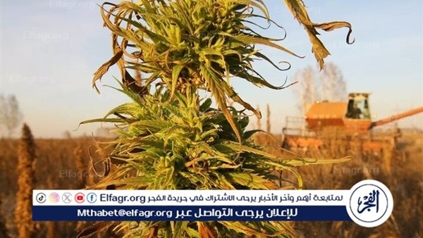 أوكرانيا تطلق نظاما إلكترونيا لتسهيل زراعة القنب الصناعي