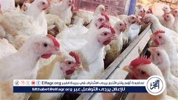 بورصة الدواجن.. أسعار الفراخ البيضاء اليوم الثلاثاء 22-7-2025 في قنا