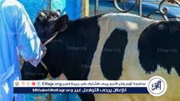 قبل عيد الأضحى.. تعرف على شروط الأضحية وأسعارها في الأسواق المصرية