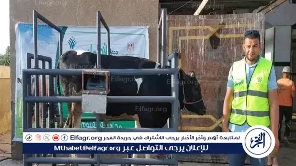 توزيع 50 ألف كيلو لحوم و100 عجل بلدي بالفيوم ضمن مشروع "صك الأضحية"