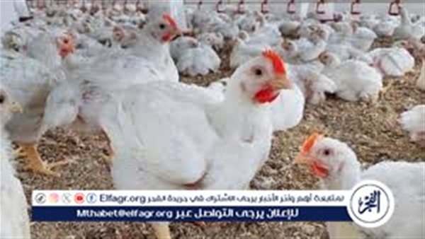 بورصة الدواجن.. أسعار الفراخ البيضاء اليوم الثلاثاء 17-6-2025 في قنا