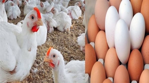 اسعار الفراخ والبيض اليوم الخميس 8 مايو 2025 في أسواق الأقصر