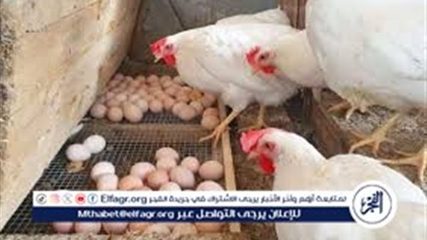 أسعار الدواجن اليوم الإثنين الموافق 19-5-2025 فى سوهاج
