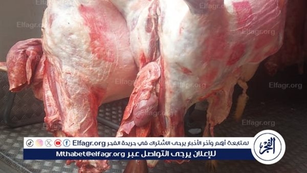 تعرف على استعدادات مديرية تموين الإسكندرية لعيد الأضحى المبارك