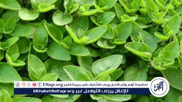 فوائد البردقوش لصحة الطفل وتقوية المناعة والجهاز الهضمي