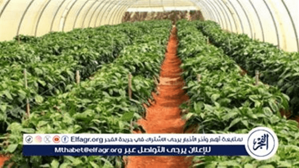 خبير: مشروع الصوب الزراعية في الفيوم طفرة إنتاجية تعادل 10 أضعاف الفدان التقليدي