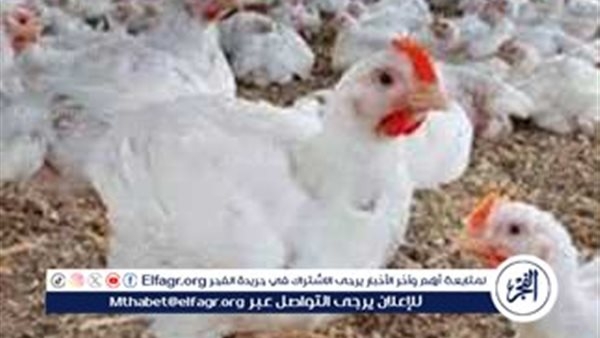 بورصة الدواجن.. أسعار الفراخ البيضاء اليوم الاثنين 26-5-2025 في قنا