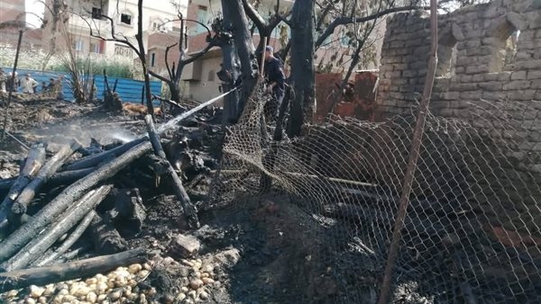 حريق ضخم يلتهم 8 رؤوس ماشية بمزرعة بالغربية