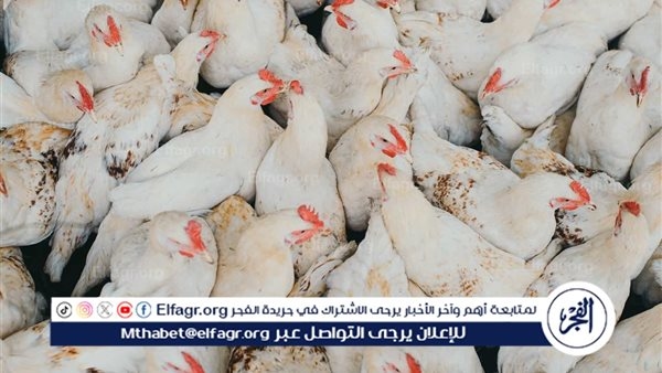 أسعار الفراخ البيضاء اليوم الجمعة 18-7-2025 في الدقهلية