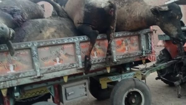 حريق هائل يلتهم 16 رؤوس ماشية بقرية ميت غزال بالغربية